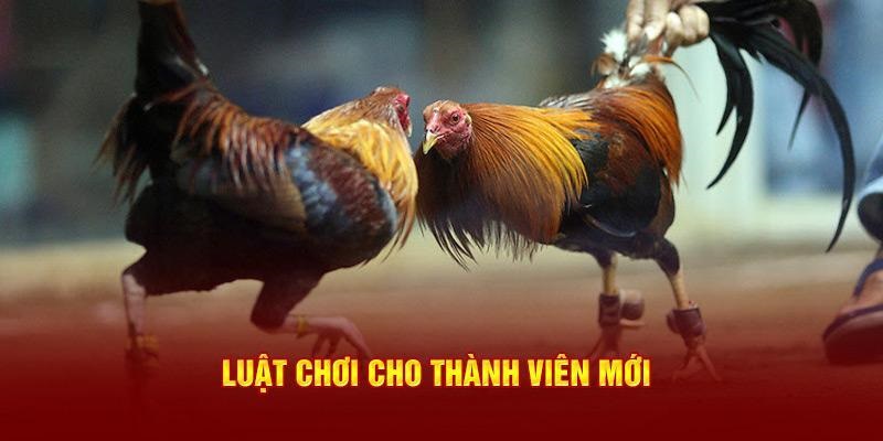 Đá gà Campuchia và luật chơi chi tiết