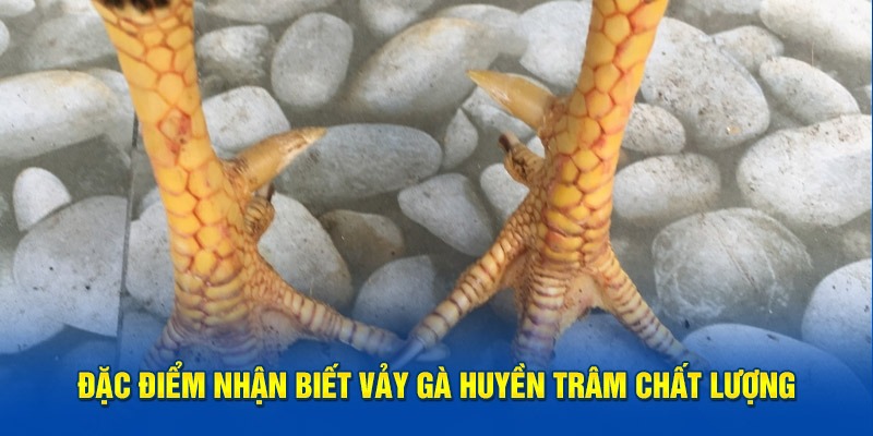 Vảy gà huyền trâm dưới cựa