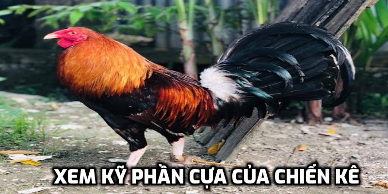 Xem kỹ phần cựa của chiến kê